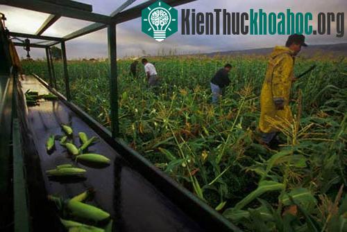 Những loại cây lương thực chính của thế giới ảnh 1