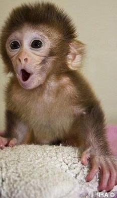 Chú khỉ có hai mẹ một cha ảnh 1