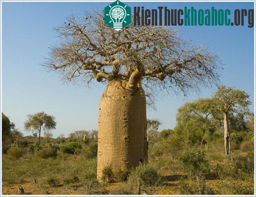 Loài cây nhân tạo được kêu gọi trồng trên toàn nước Mỹ ảnh 1