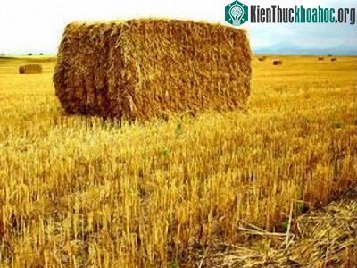Sản xuất điện năng từ… rơm ảnh 1
