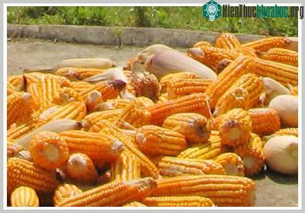 Tranh cãi về tác dụng ngừa thai của ngô biến đổi gene ảnh 1