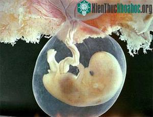 TÌM HIỂU VỀ TẾ BÀO GỐC (Phần 3) ảnh 2