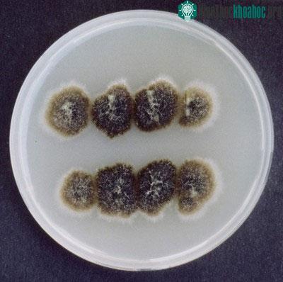 Nấm endophytes