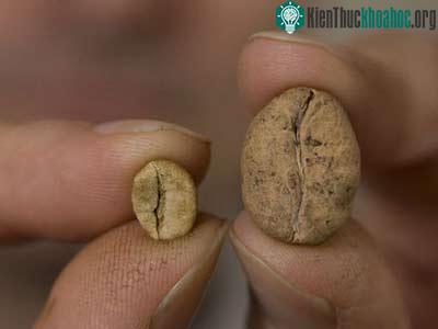 2009 bội thu những khám phá thực vật ảnh 2