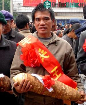 Củ từ nặng 38kg ảnh 2