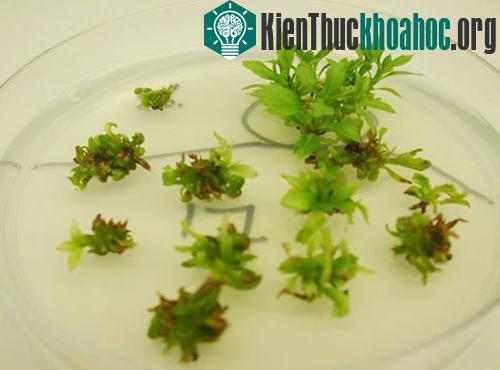 Rào cản lớn nhất Công nghệ sinh học tại Việt Nam? ảnh 2