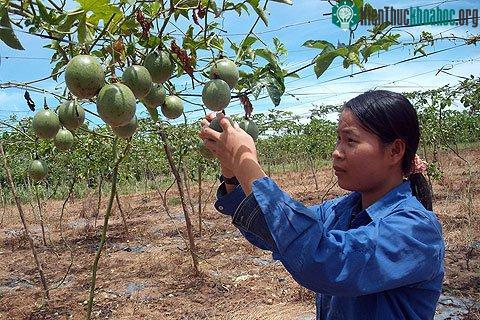 Cô đặc nước cốt chanh dây thành viên sủi ảnh 2