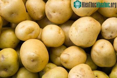 Những loại cây lương thực chính của thế giới ảnh 2