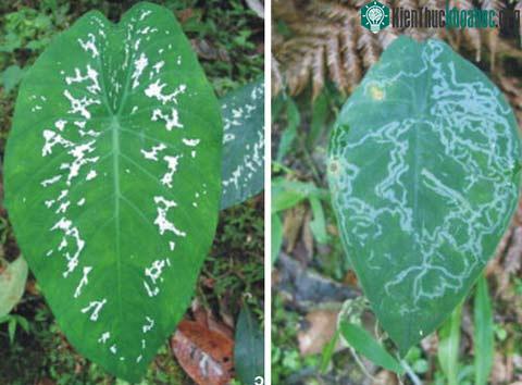 Cây cối cũng hành xử như con người ảnh 3