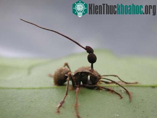 Nấm biến kiến thành thây ma ảnh 3