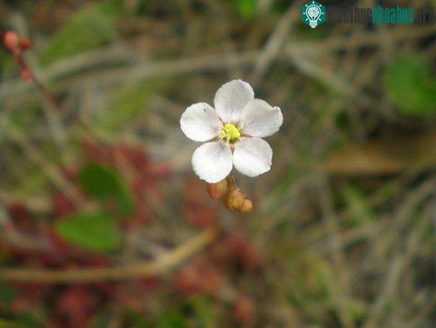 Lạc vào thế giới cây "ăn thịt" ảnh 3