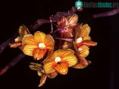 2009 bội thu những khám phá thực vật ảnh 3