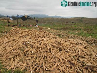 Những loại cây lương thực chính của thế giới ảnh 4