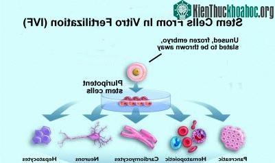 TÌM HIỂU VỀ TẾ BÀO GỐC (Phần 3) ảnh 5