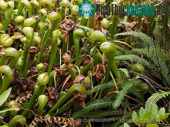 Lạc vào thế giới cây "ăn thịt" ảnh 5