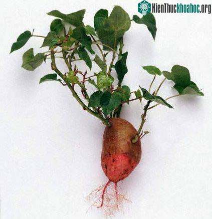 Những loại cây lương thực chính của thế giới ảnh 5