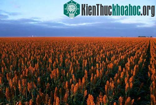 Những loại cây lương thực chính của thế giới ảnh 6