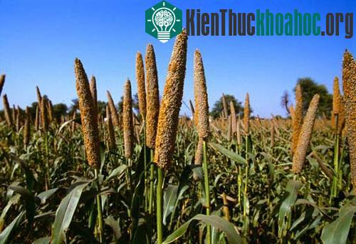 Những loại cây lương thực chính của thế giới ảnh 7