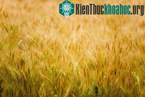 Những loại cây lương thực chính của thế giới ảnh 8