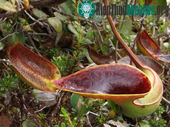 Lạc vào thế giới cây "ăn thịt" ảnh 9