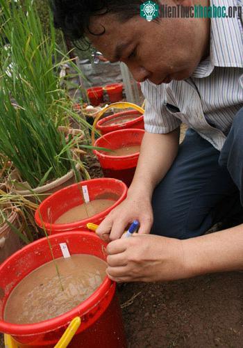 Cấy hạt 'thóc 3.000 năm' ảnh 9