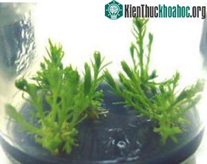 Nhân giống thành công loài cổ thực vật sắp tuyệt chủng ảnh 0