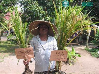 Trồng lúa khô giàu chất dinh dưỡng thay lúa nước ảnh 0