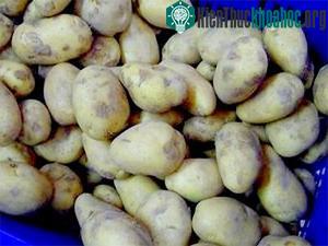 Khoai tây chuyển gien dùng làm giấy ảnh 0