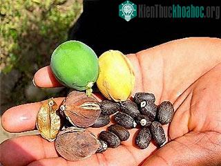 Trồng cây dầu mè để thu nhiên liệu sinh học ảnh 0