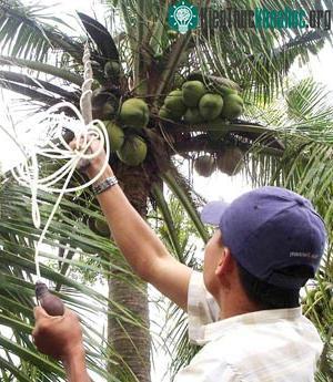 Thụ phấn trợ lực cho dừa sáp ở Trà Vinh ảnh 0