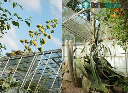 Cây nở hoa duy nhất một lần trong đời ảnh 0
