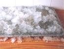 Chống hạn bằng công nghệ sinh học ảnh 0
