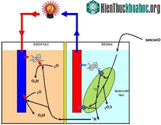 Sản xuất tế bào nhiên liệu năng lượng cao từ bò ảnh 0
