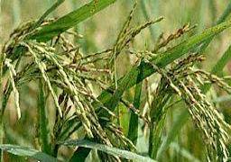 Giống lúa Basmati