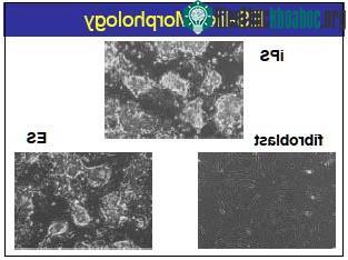 Thay đổi đơn giản biến tế bào thành tế bào gốc phôi ảnh 0