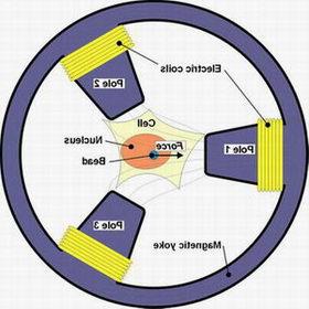 “Nhíp” từ tính làm sáng tỏ tính chất cơ học của tế bào ảnh 0