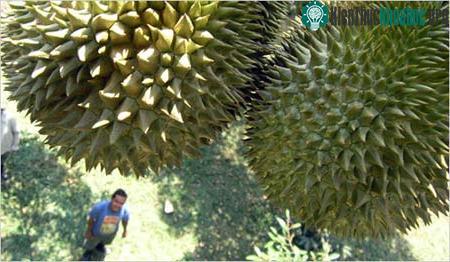 Loại sầu riêng mới này có tên Chantaburi số 1