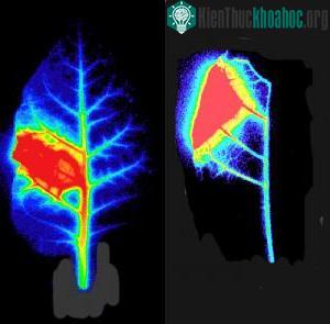 Những bức ảnh chụp bằng tia phóng xạ pozitron cho thấy sự phân bố năng lượng phóng xạ của C-11 trên lá thuốc lá 60 phút sau khi được cung cấp nguyên tử đánh dấu.