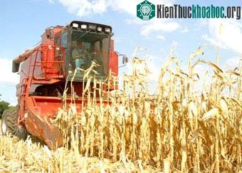Bùng nổ nhiên liệu sinh học và vấn đề thiếu lương thực trên thế giới ảnh 0