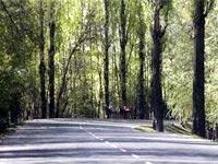 Chuyển đổi giới tính cho cây dương ảnh 0