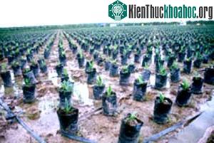 Dầu cọ – nhiên liệu tương lai hay thảm họa sinh thái? ảnh 0