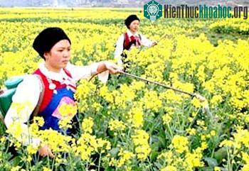 Một đồn điền trồng cây cải dầu ở Trung Quốc.