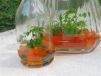 Hoa đua nở trong ống nghiệm ảnh 0