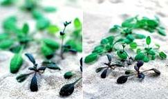 Cỏ phát hiện mìn ảnh 0