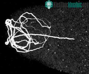 Tinh trùng của ruồi giấm Drosophil bên trong trứng