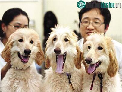 Hàn Quốc tiếp tục nhân bản thành công chó ảnh 0