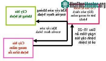 Bệnh vi-rút vàng lùn, lùn xoăn lá trên lúa: Bệnh mới... ảnh 0