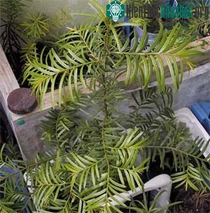 Thông đỏ bắc - Taxus chinensis
