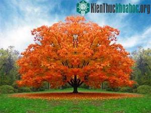 Lá cây đỏ khi thu đến để chống stress ảnh 0