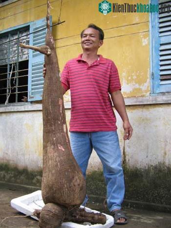Củ khoai mì nặng 56 kg